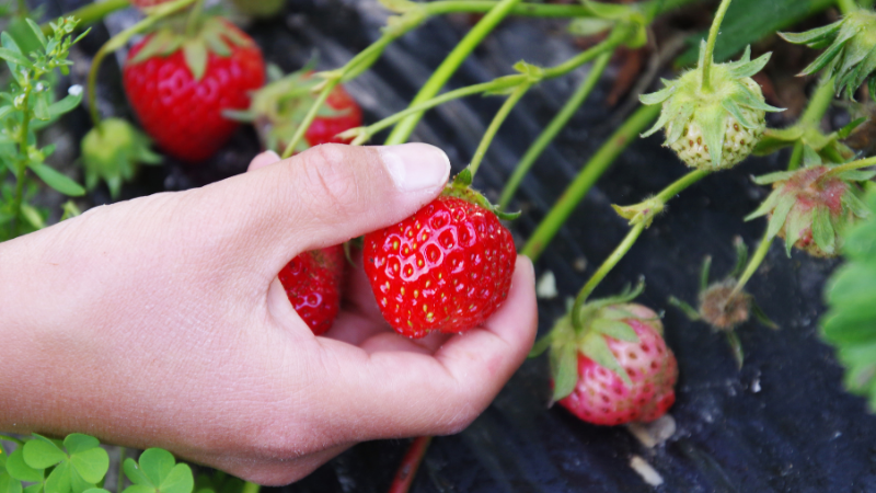 Pick-Your-Own Berry Farms Around Long Island | Laffey Real Estate