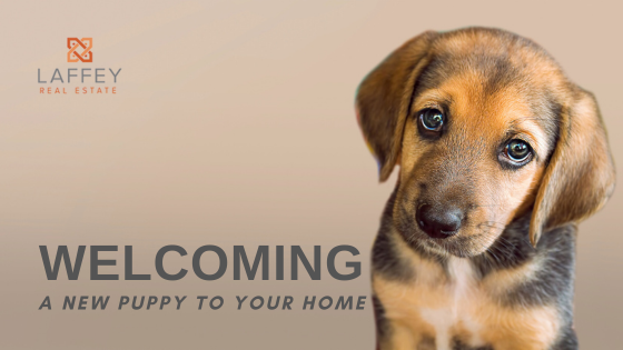 Welcoming Your New Canine Companion | Laffey Real Estate